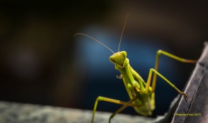 A Praying Mantis watching me